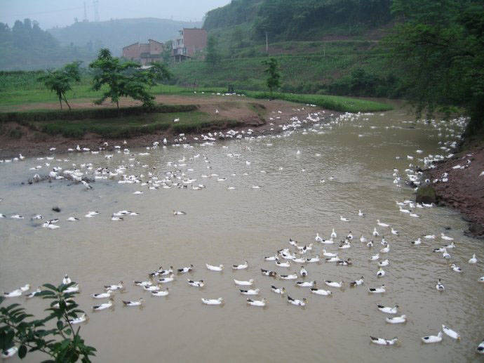 養(yǎng)殖污水